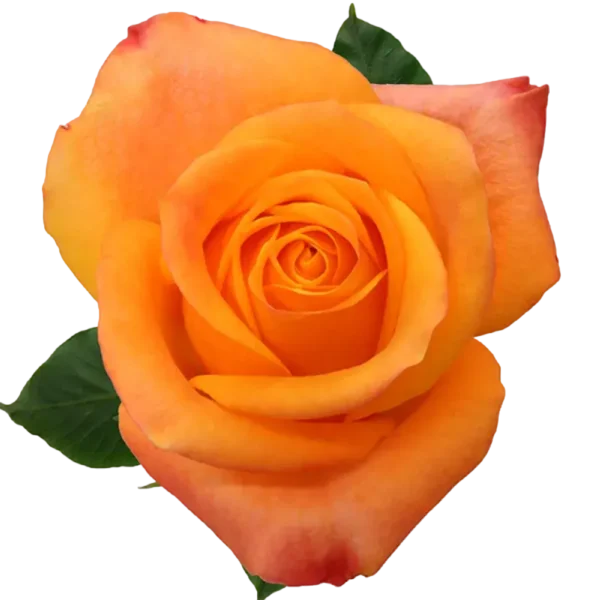 Aloha - Orange Rose.