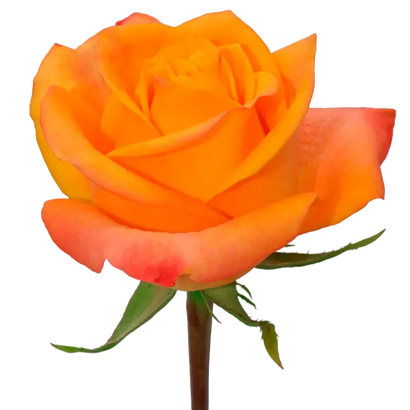 Aloha - Orange Rose,