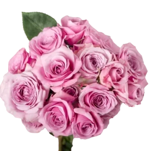 Blue Moon - Spray Roses, Pink