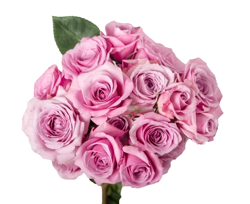 Blue Moon - Spray Roses, Pink