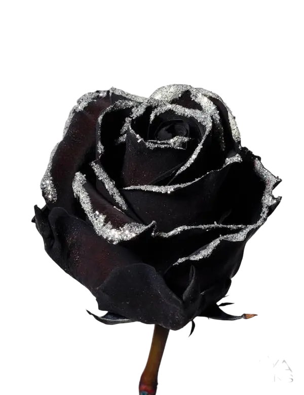 Black Silver Frosty - Tinted Rose