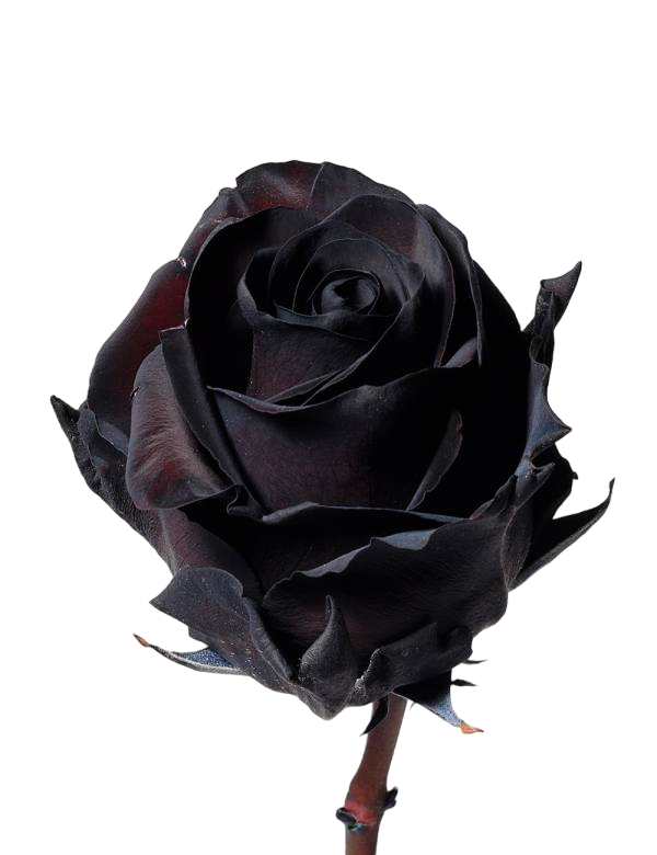 Black - Tinted Rose