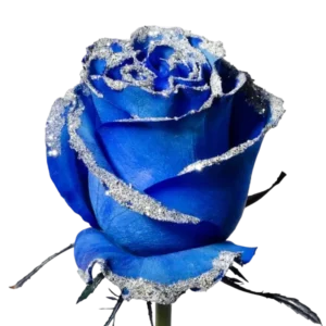 Blue Silver Frosty - Tinted Rose