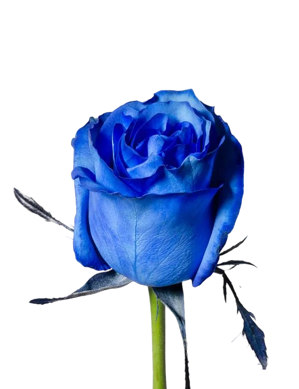 Blue - Tinted Rose