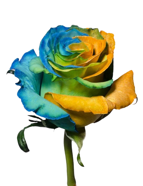 Blue and Orange - Tinted Rose