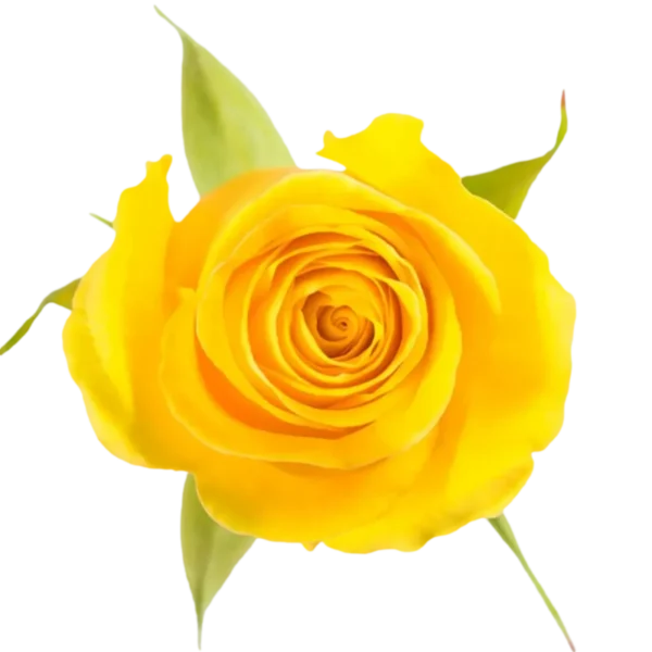 Brighton - Yellow Rose.