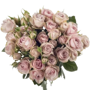 Charming Irishka - Spray Roses, Pink