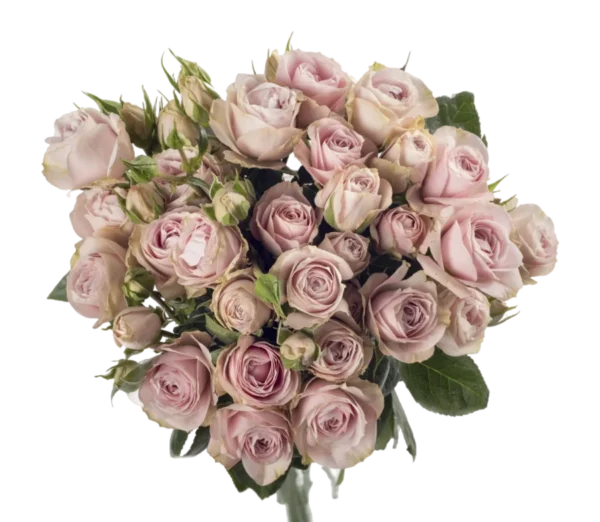 Charming Irishka - Spray Roses, Pink