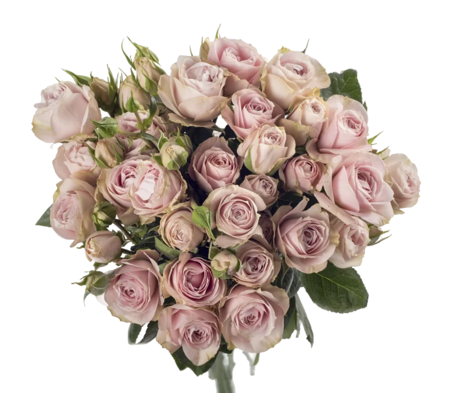 Charming Irishka - Spray Roses, Pink