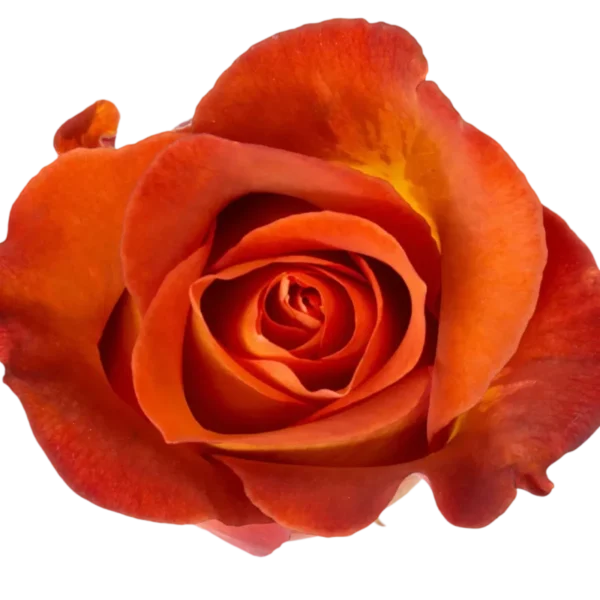 Coffee Break - Orange Rose.