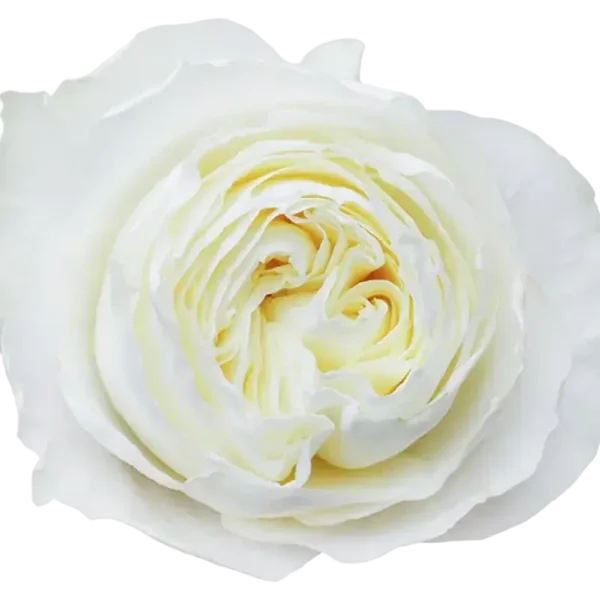 Cold Play - Garden Rose White.