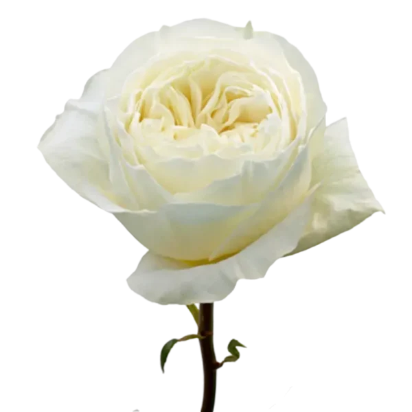 Cold Play - Garden Rose White,