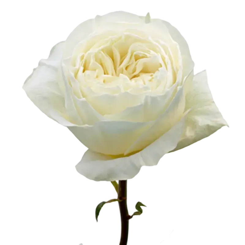 Cold Play - Garden Rose White,