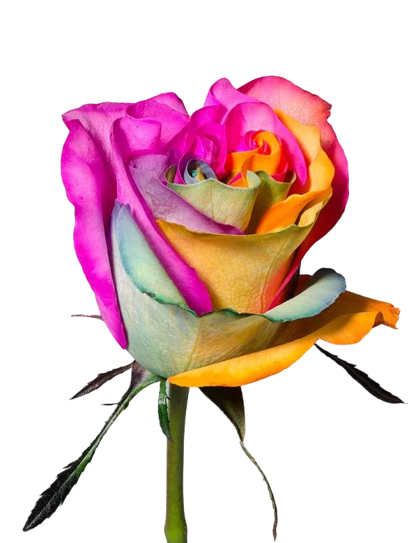 Colorful - Tinted Rose