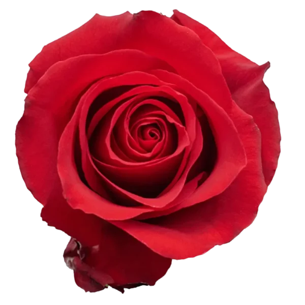 Dallas - Red Rose,