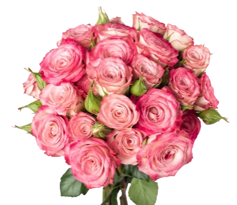 Electra - Spray Roses, Pink