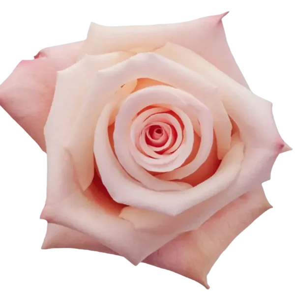 Essential - Pink Rose.