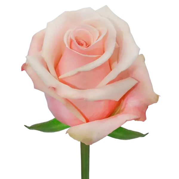 Essential - Pink Rose,