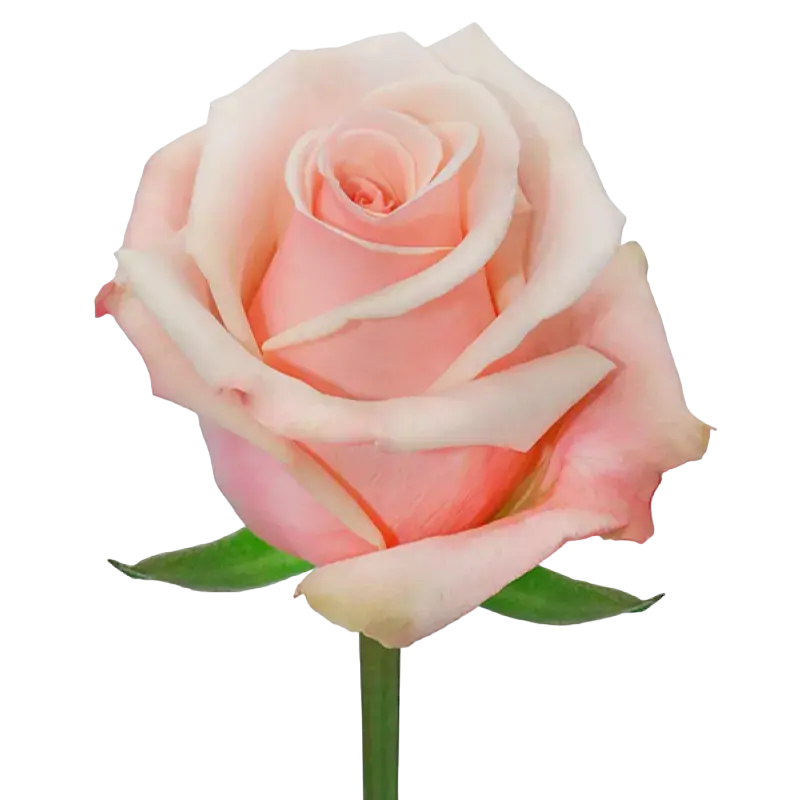 Essential - Pink Rose,