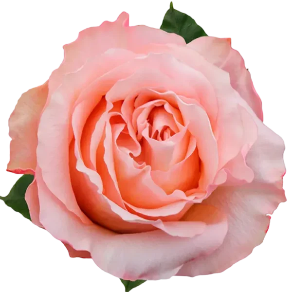 Fascination - Garden Rose Pink.