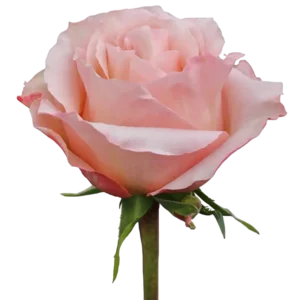 Fascination - Garden Rose Pink,