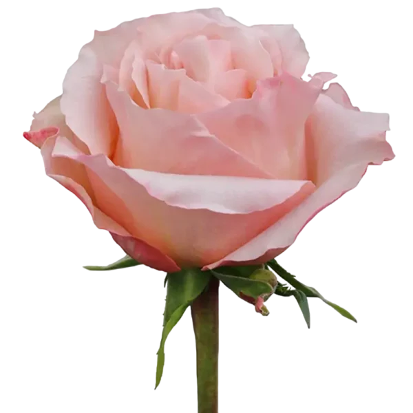 Fascination - Garden Rose Pink,