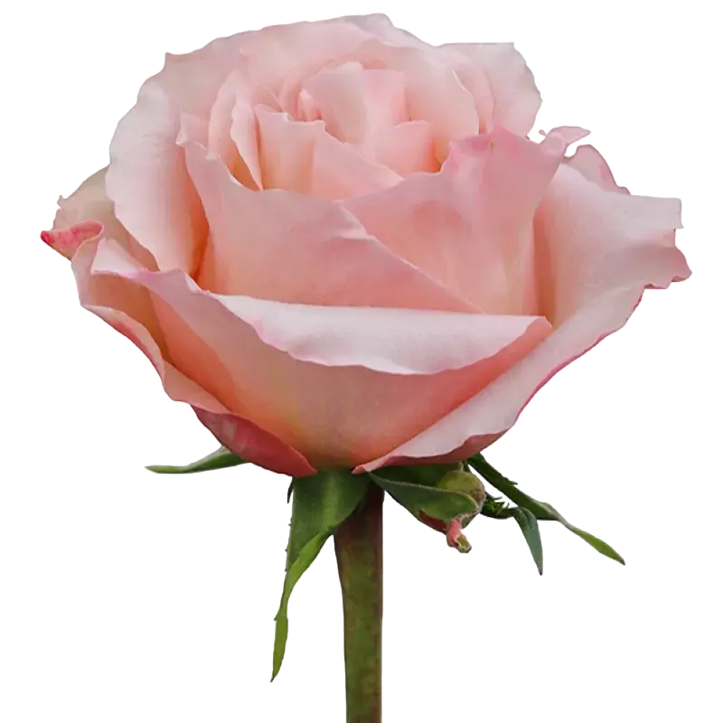 Fascination - Garden Rose Pink,