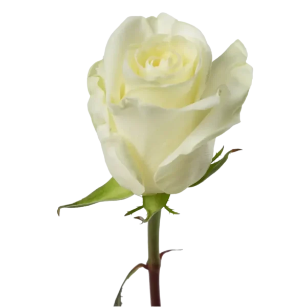 First Lady - White Rose,