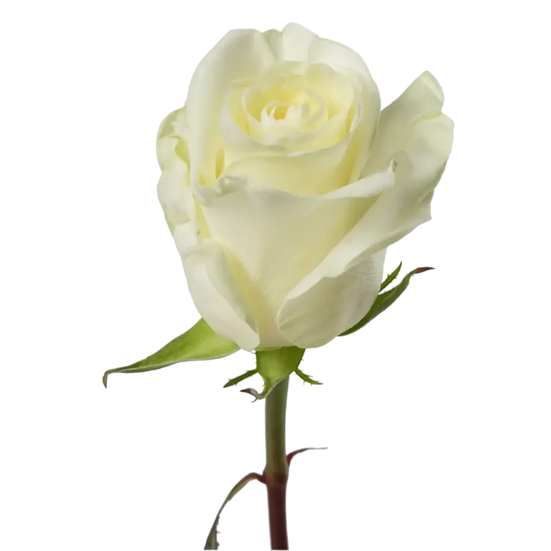 First Lady - White Rose,