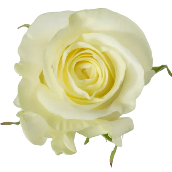 First Lady - White Rose.