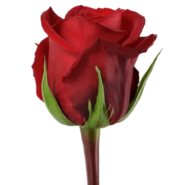 Fortune - Red Rose,