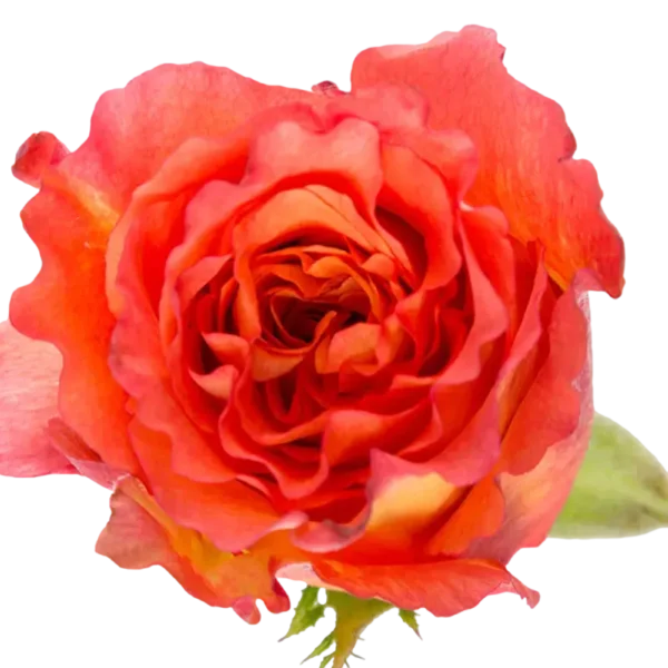 Free Spirit - Garden Rose Orange.