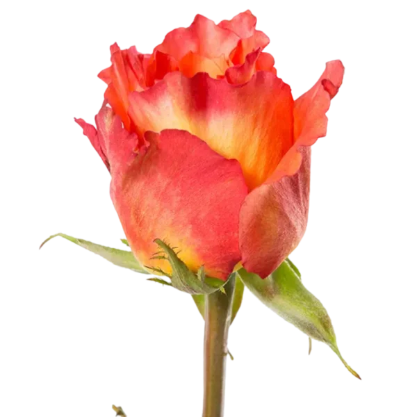 Free Spirit - Garden Rose Orange,