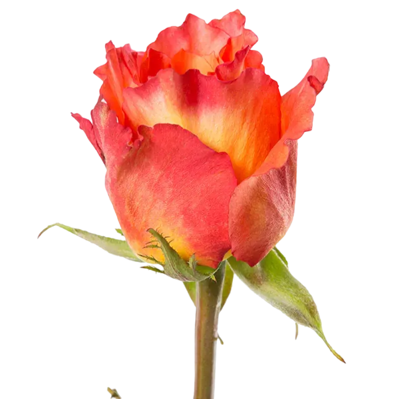 Free Spirit - Garden Rose Orange,