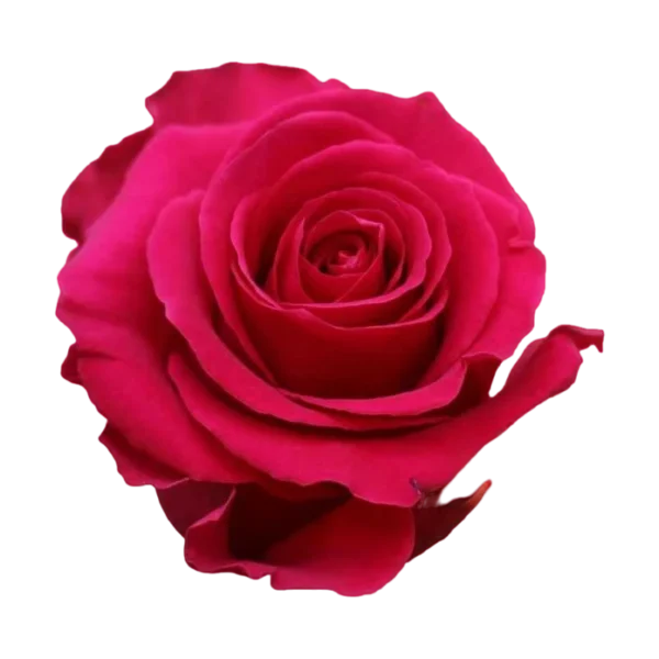 Gotcha - Hot Pink Rose