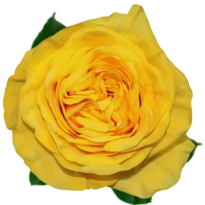 Glitz - Garden Rose Yellow.