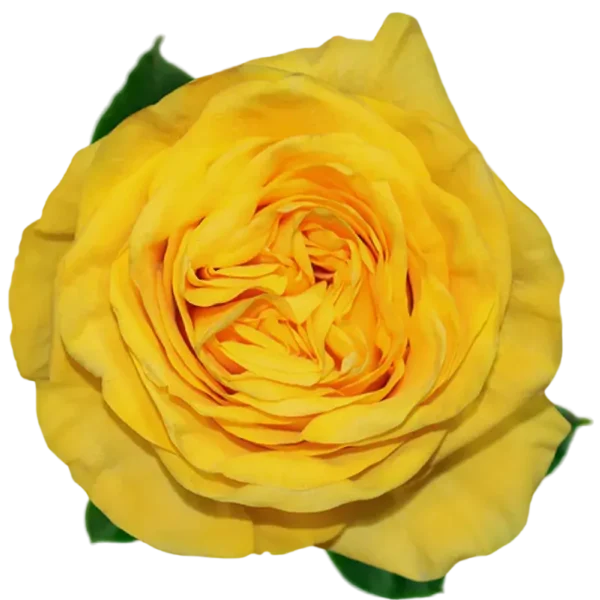 Glitz - Garden Rose Yellow.