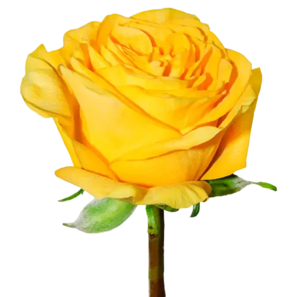 Glitz - Garden Rose Yellow,