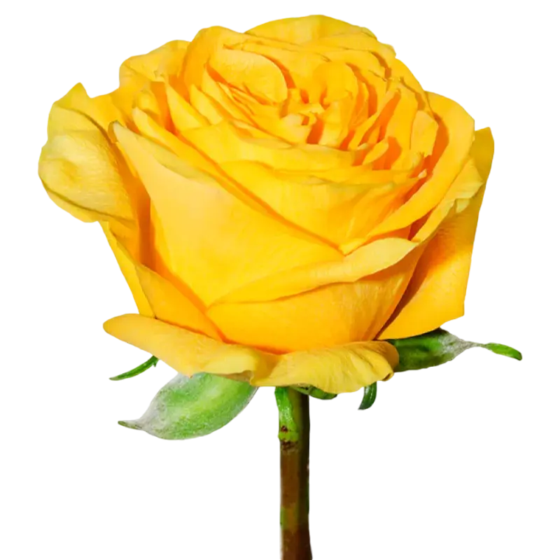 Glitz - Garden Rose Yellow,