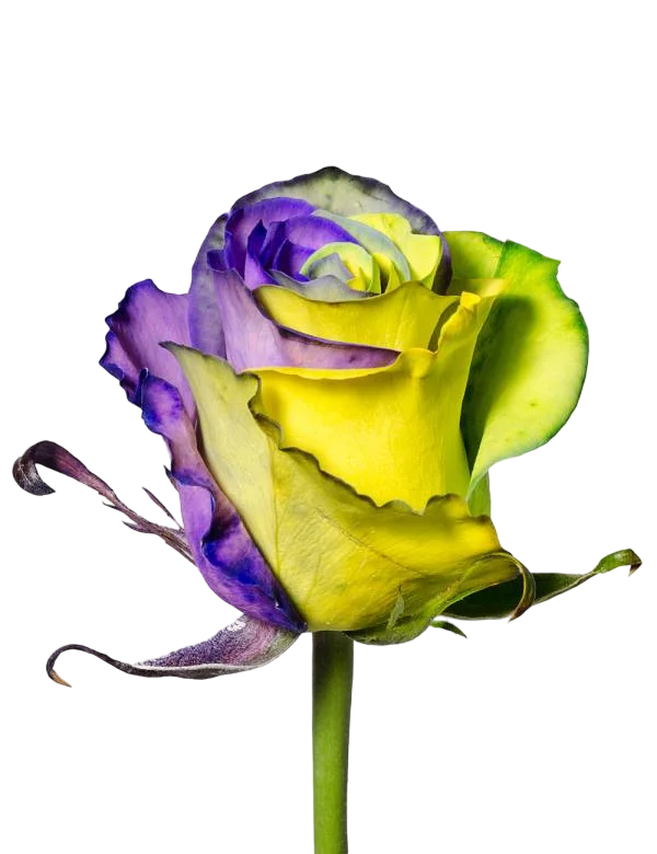 Green Lemon and Purple - Tinted Rose