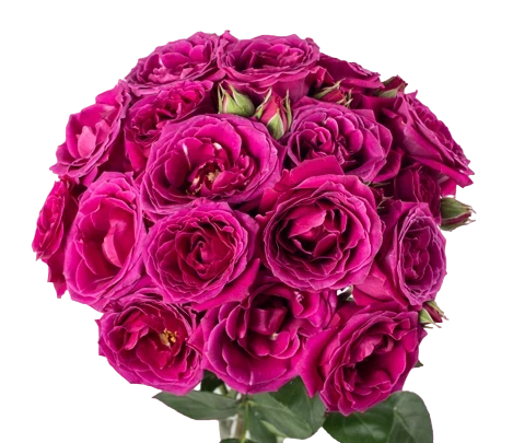 Hot Majolca - Spray Roses, Hot Pink