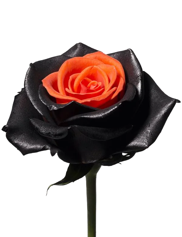 Halloween - Tinted Rose