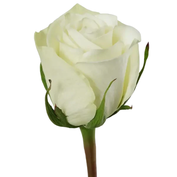 Highlight - White Rose,