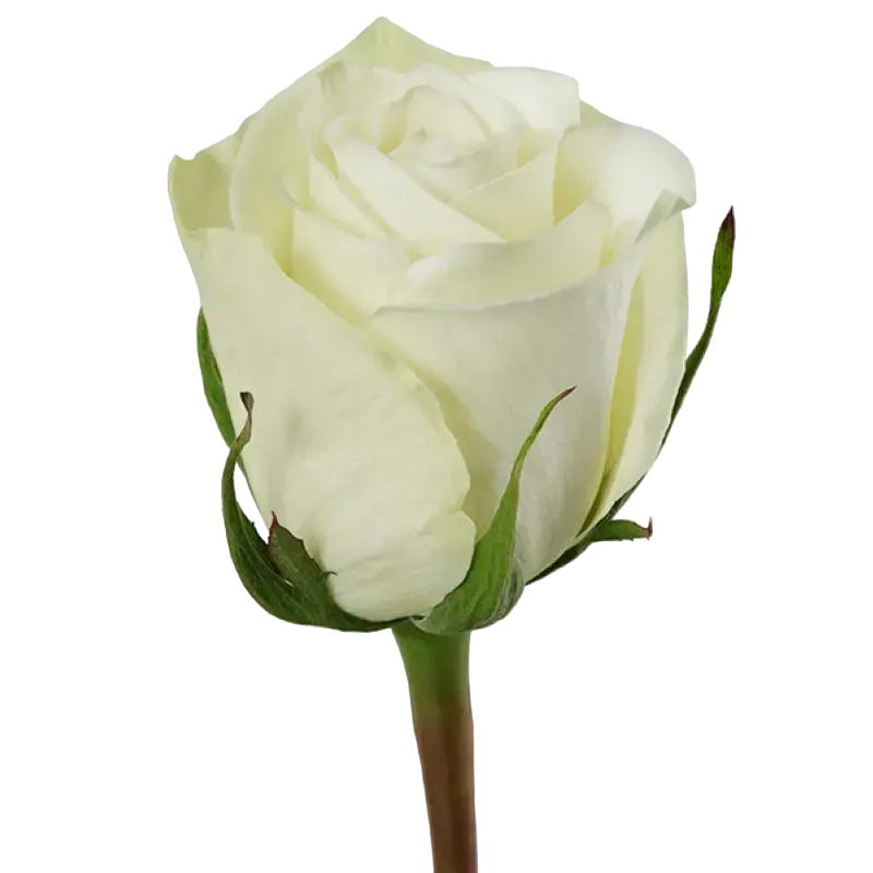 Highlight - White Rose,