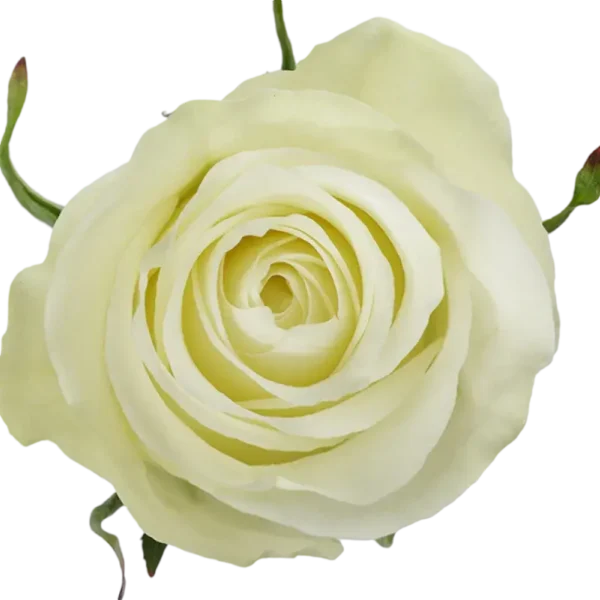 Highlight - White Rose.