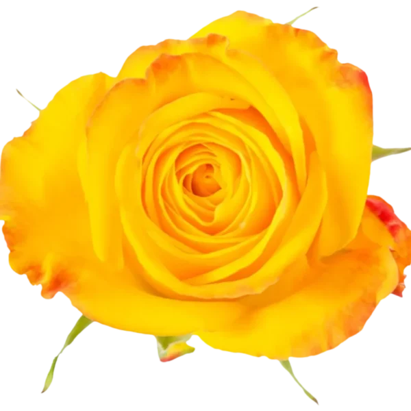 Intense - Yellow Rose.