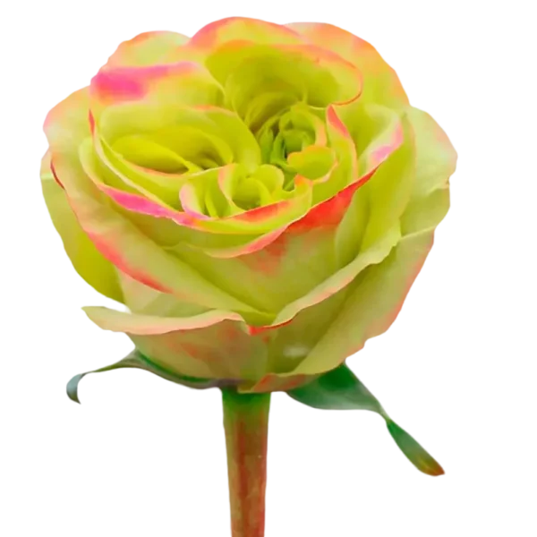 Journey - Garden Rose Green,