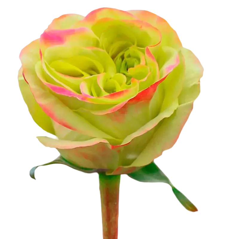 Journey - Garden Rose Green,