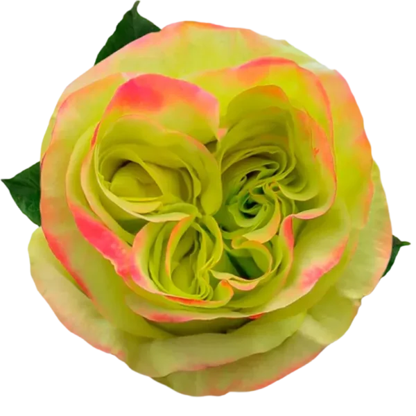 Journey - Garden Rose Green.