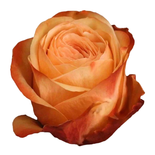 Kahala - Peach Rose